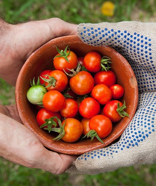 Hands holding fresh tomatoes